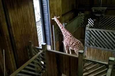 Zoo Trip 19 Zoo Trip 19