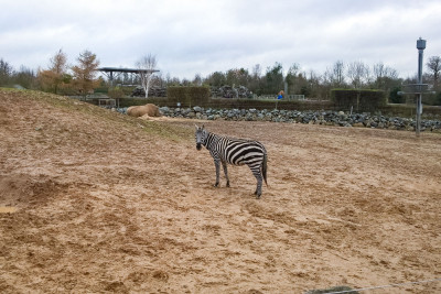 Zoo Trip 21 Zoo Trip 21