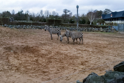 Zoo Trip 23 Zoo Trip 23