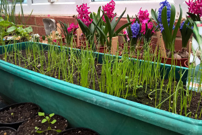 gardening club ramsey 13 gardening club ramsey 13