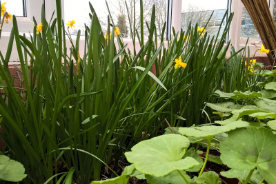 gardening club ramsey 14 gardening club ramsey 14