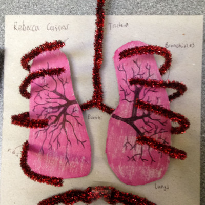 Respiratory System 