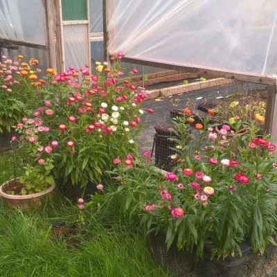 Gardening Club Drying Everlasting Flowers September 2017