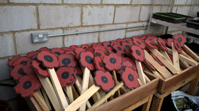 Wood Poppies 13 Wood Poppies 13